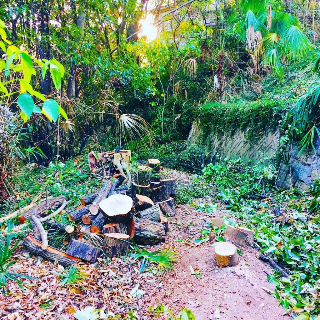 山林の樹木の伐採