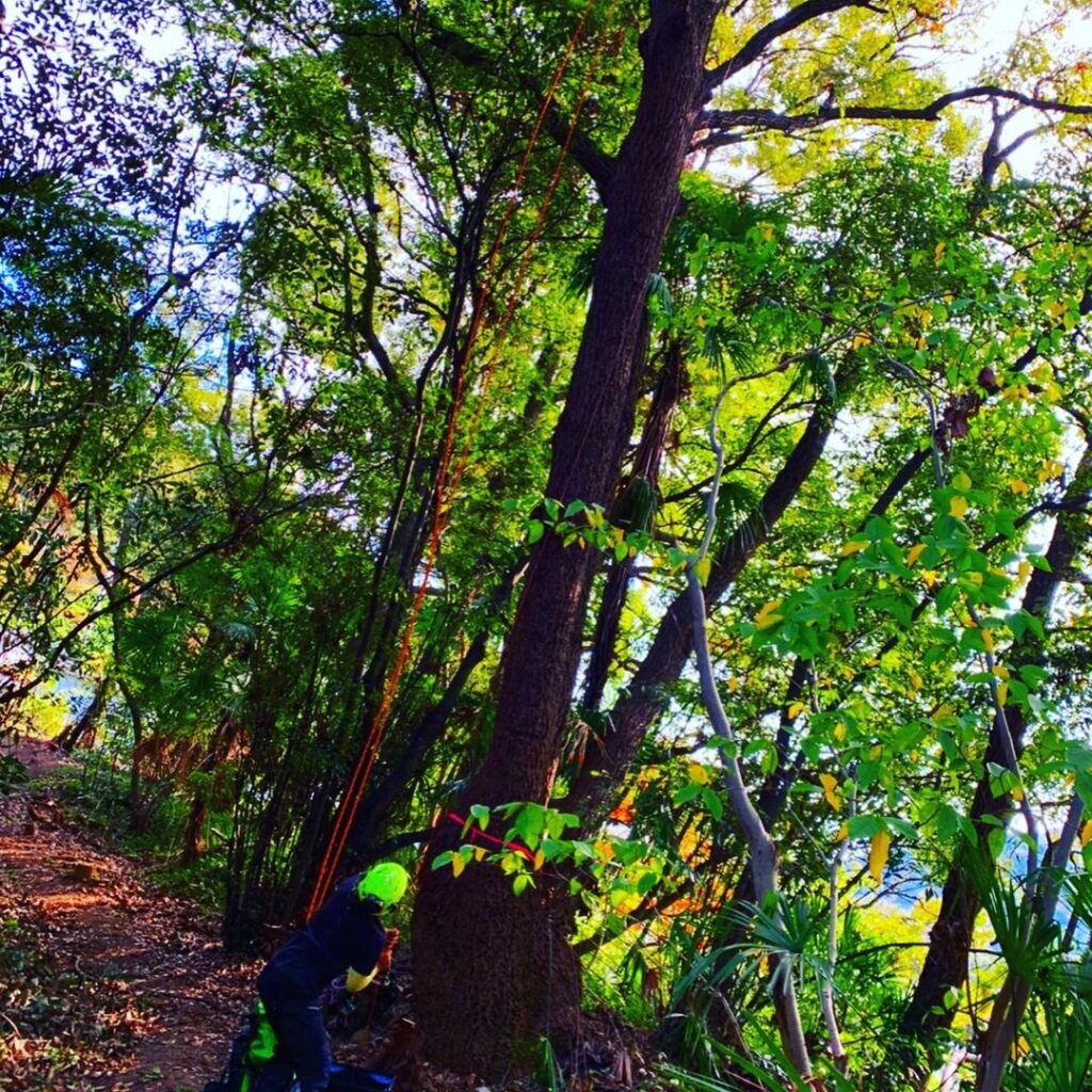 山林の樹木の伐採