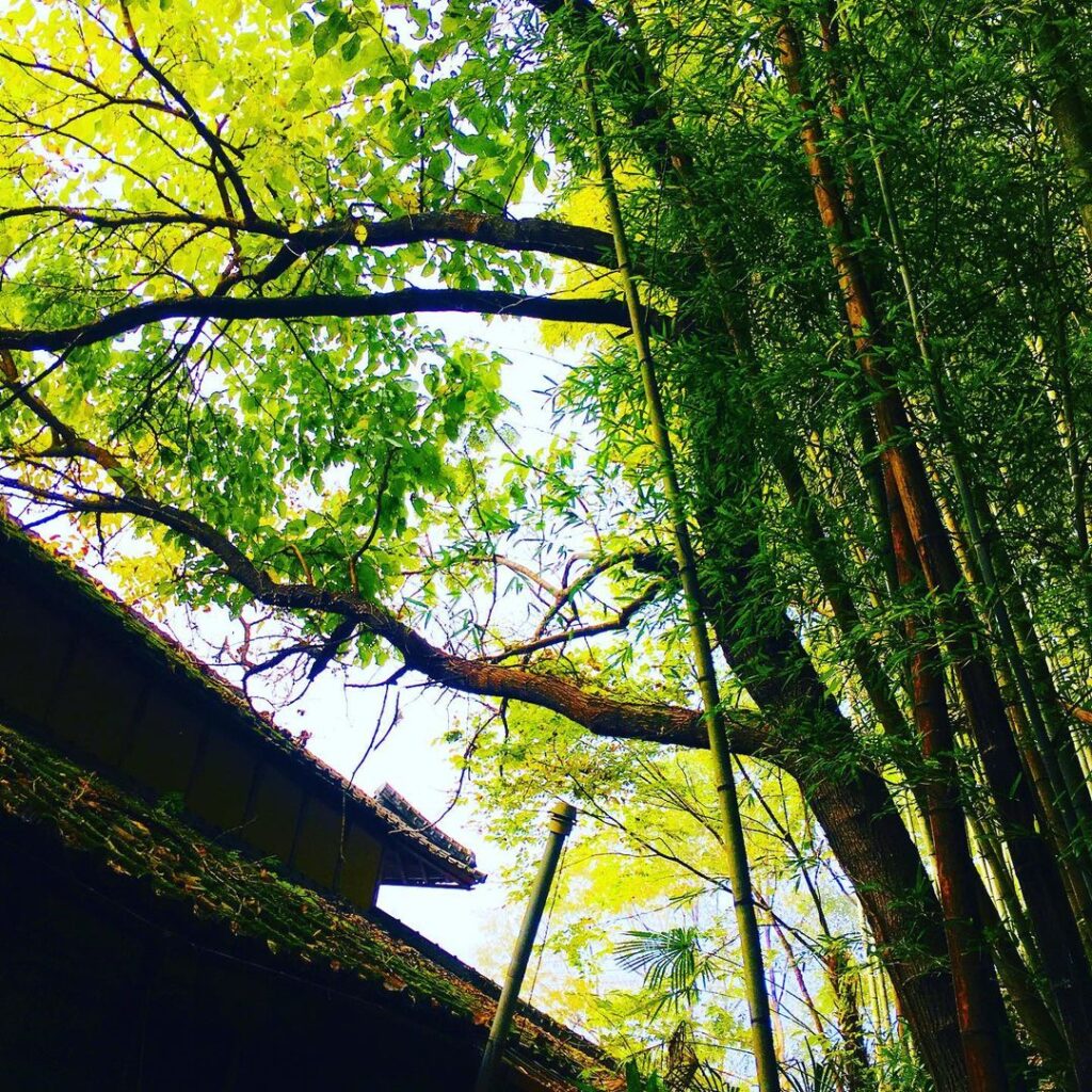 岡山県 樹木の伐採