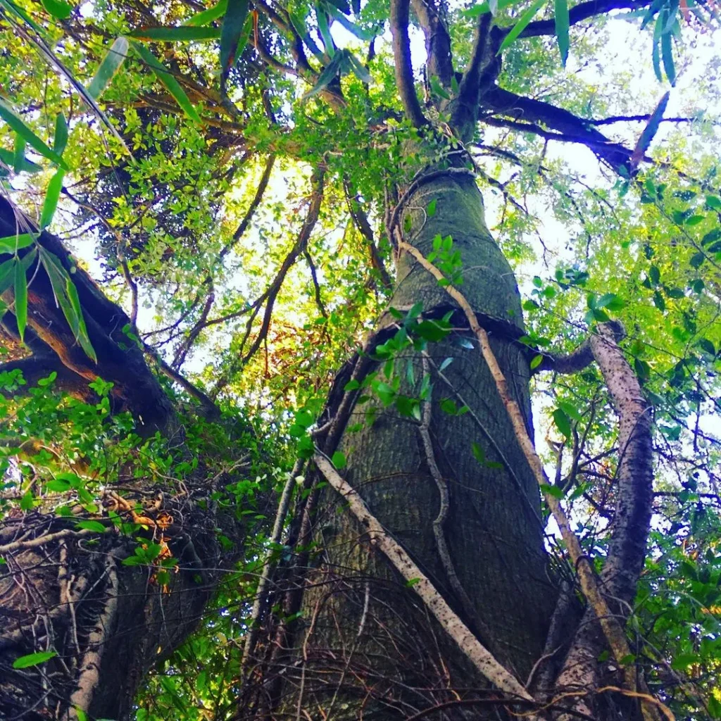 樫の木の剪定