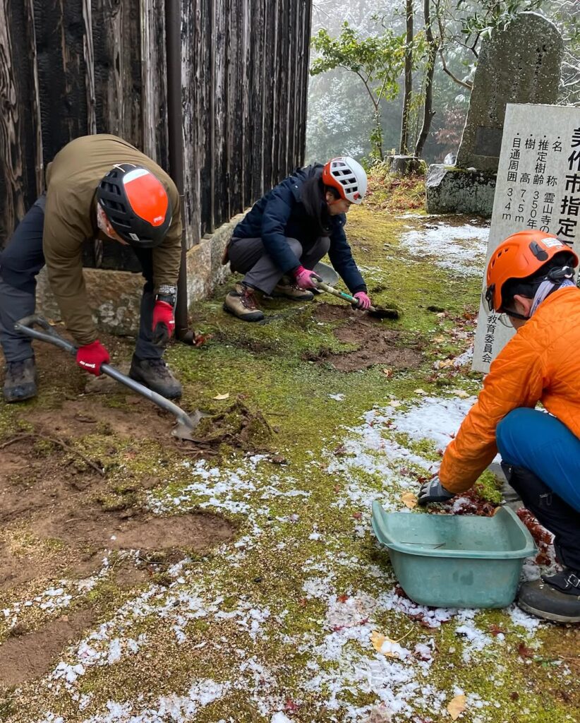 岡山県美作市霊山寺でのモミジの土壌改良