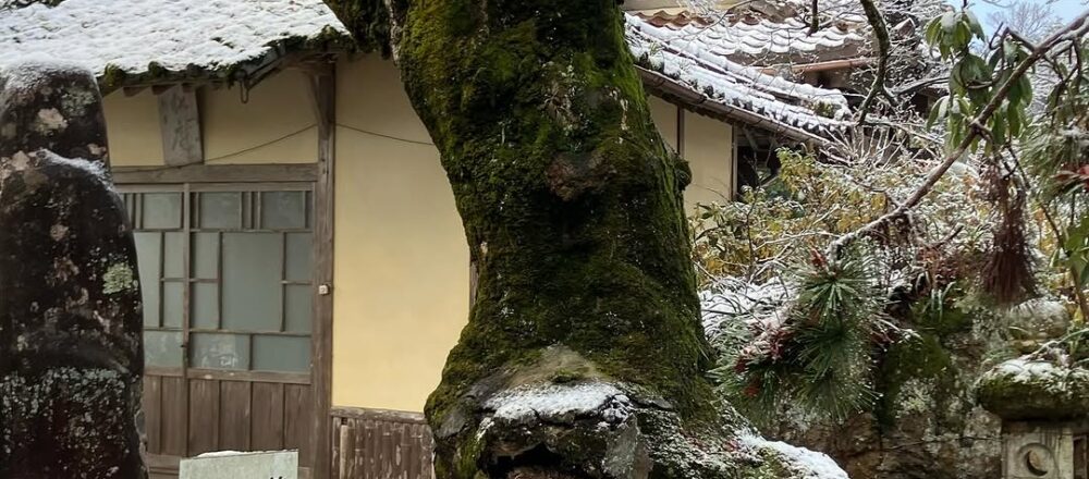 岡山県美作市霊山寺の指定天然記念物のモミジ