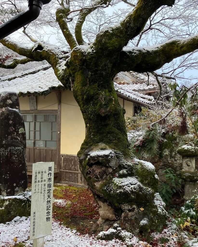 岡山県美作市霊山寺の指定天然記念物のモミジ