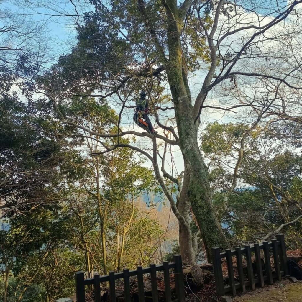 備中松山城で剪定作業