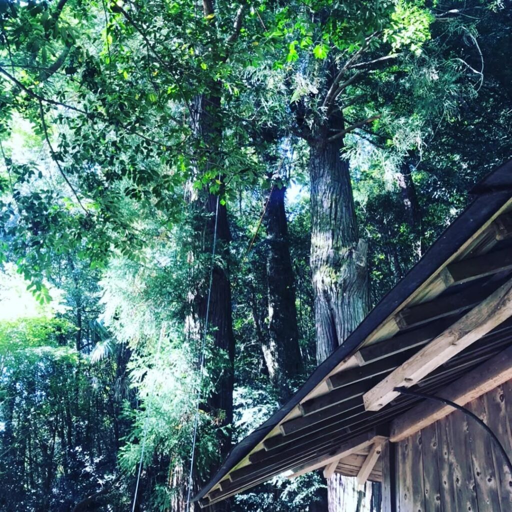 岡山県総社市の神社で枝下ろし作業