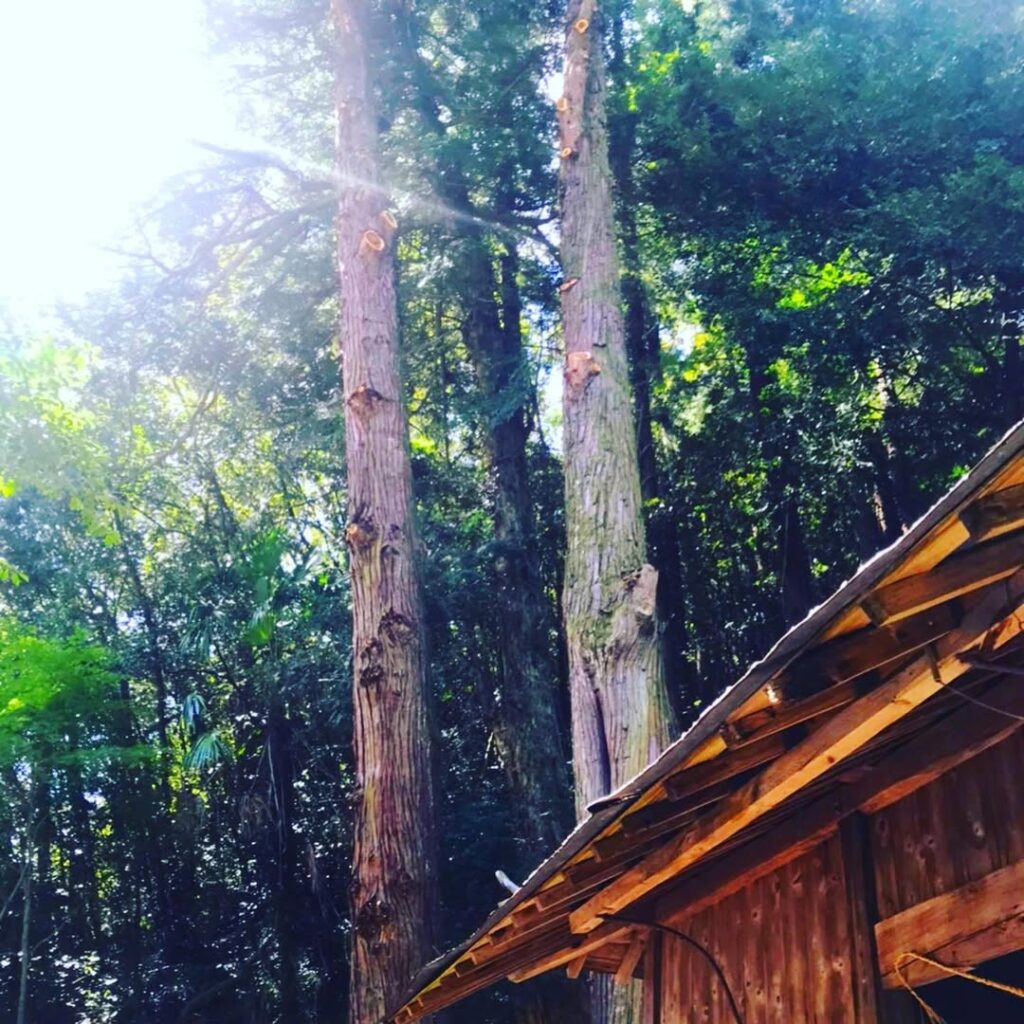 岡山県総社市の神社で枝下ろし作業