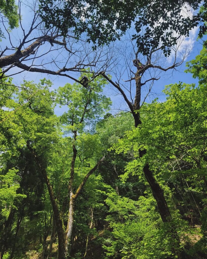 岡山県西粟倉村の若杉原生林