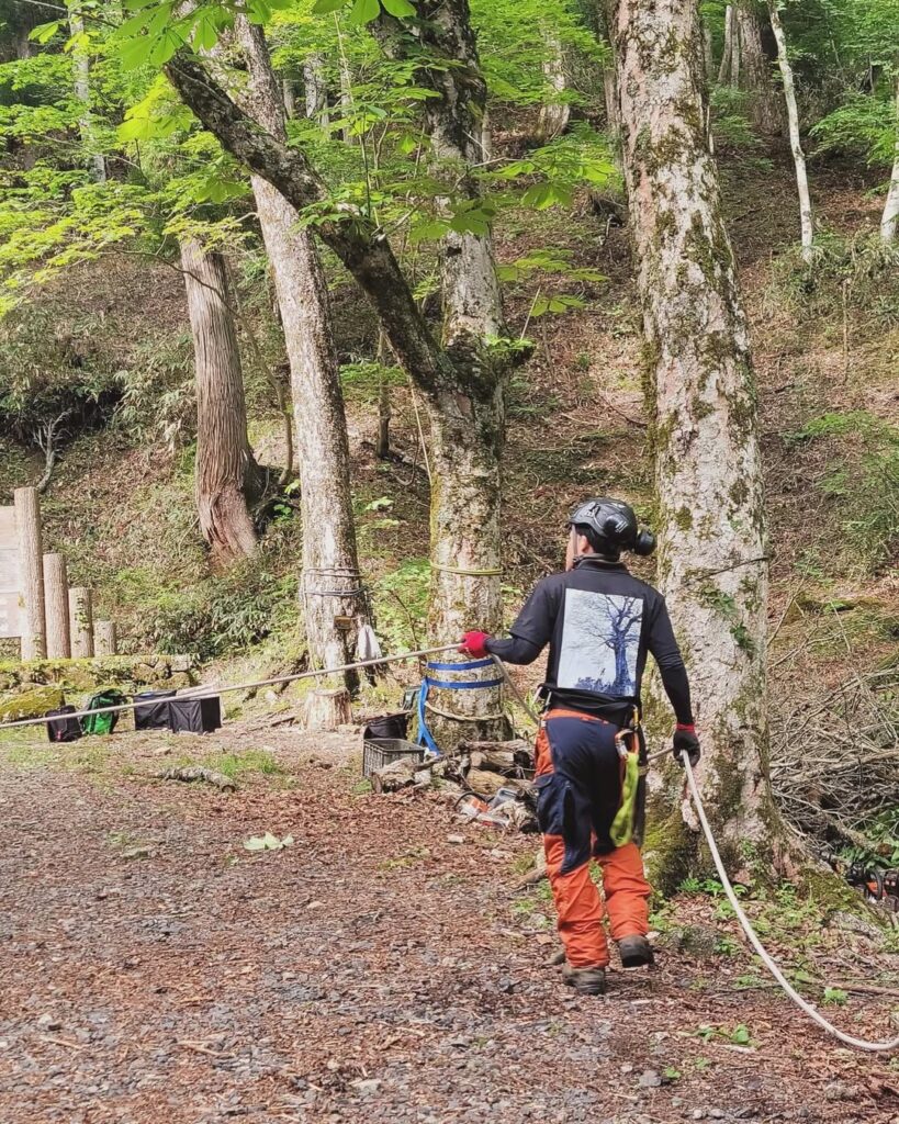 岡山県西粟倉村の若杉原生林で伐採作業