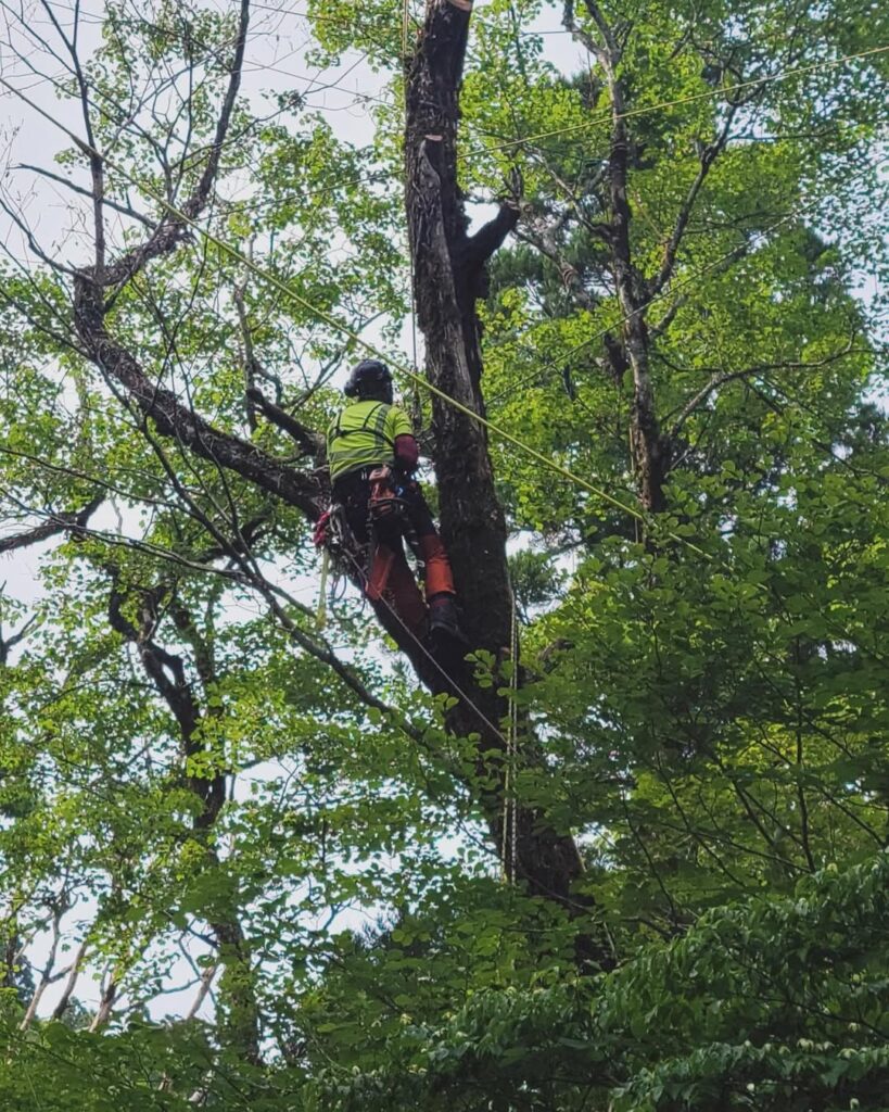 岡山県西粟倉村の若杉原生林で伐採作業