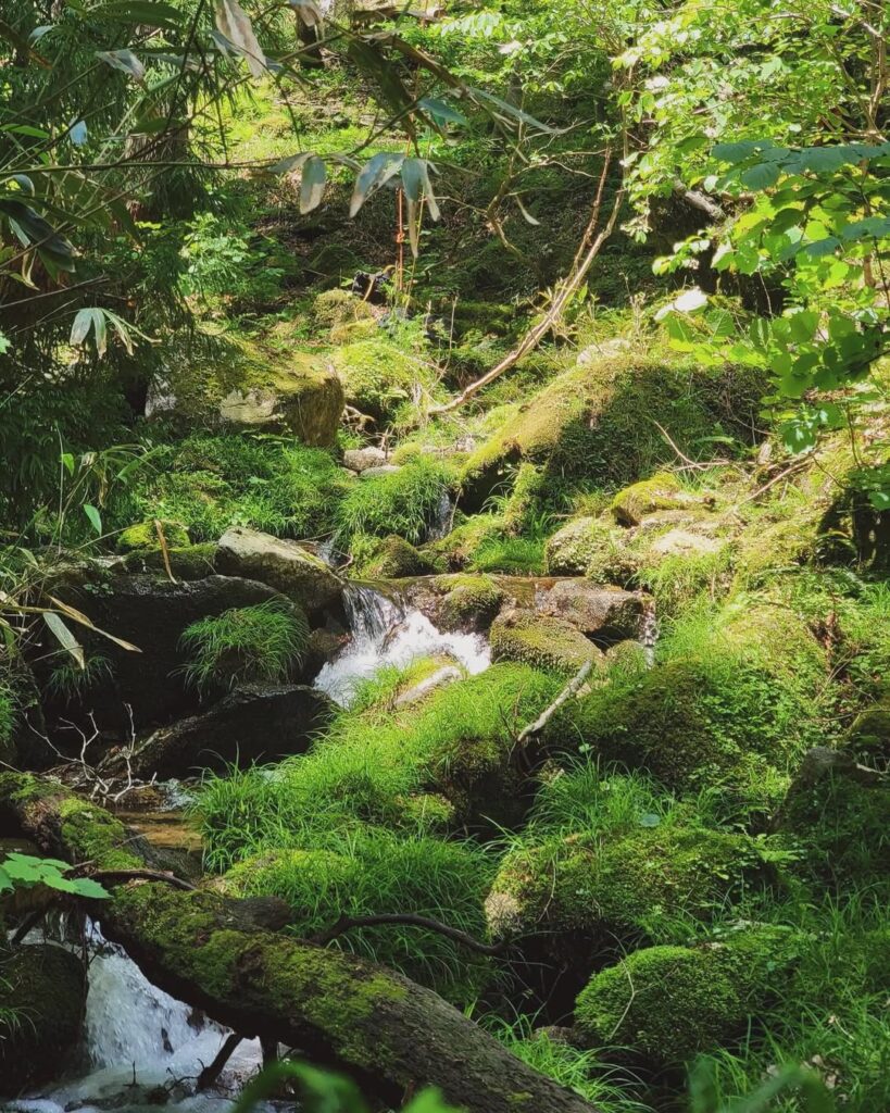 岡山県西粟倉村の若杉原生林
