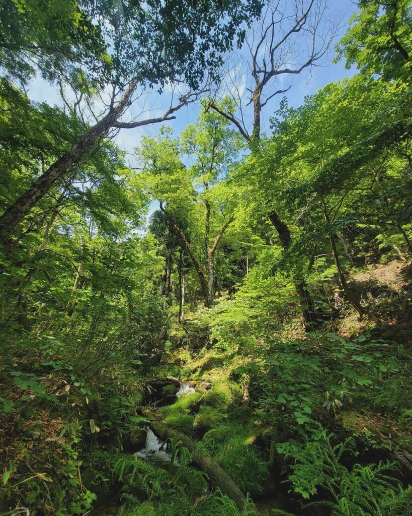 岡山県西粟倉村の若杉原生林