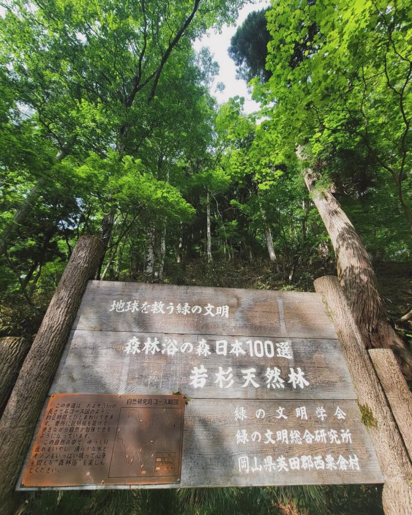 岡山県西粟倉村の若杉原生林
