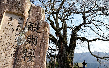 岡山県の天然記念物「醍醐桜」のケーブリング