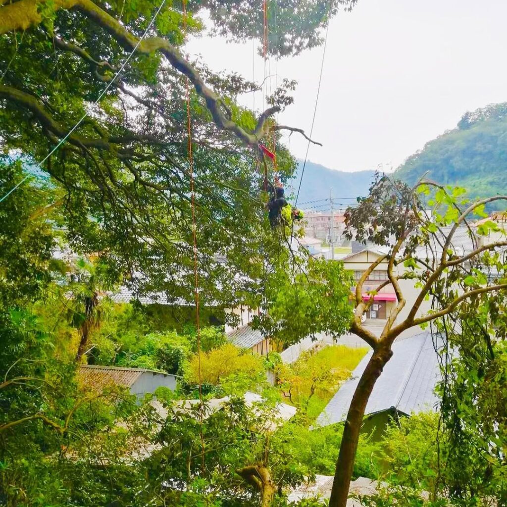 岡山市北区御津の国有林での倒木対策