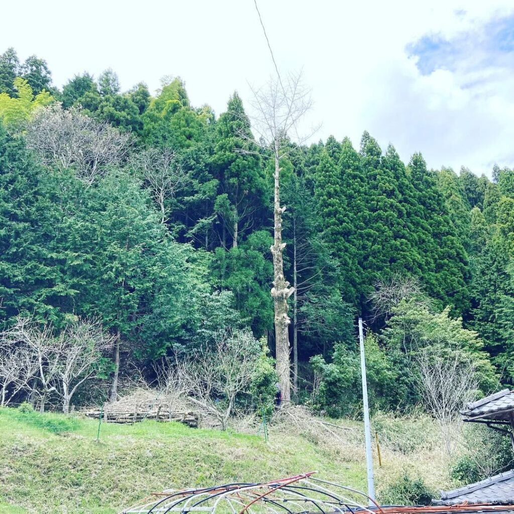 岡山県美作市 イチョウの伐採
