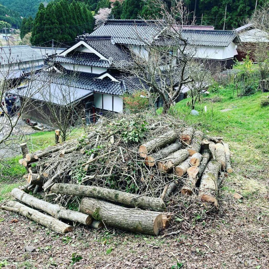岡山県美作市 イチョウの伐採