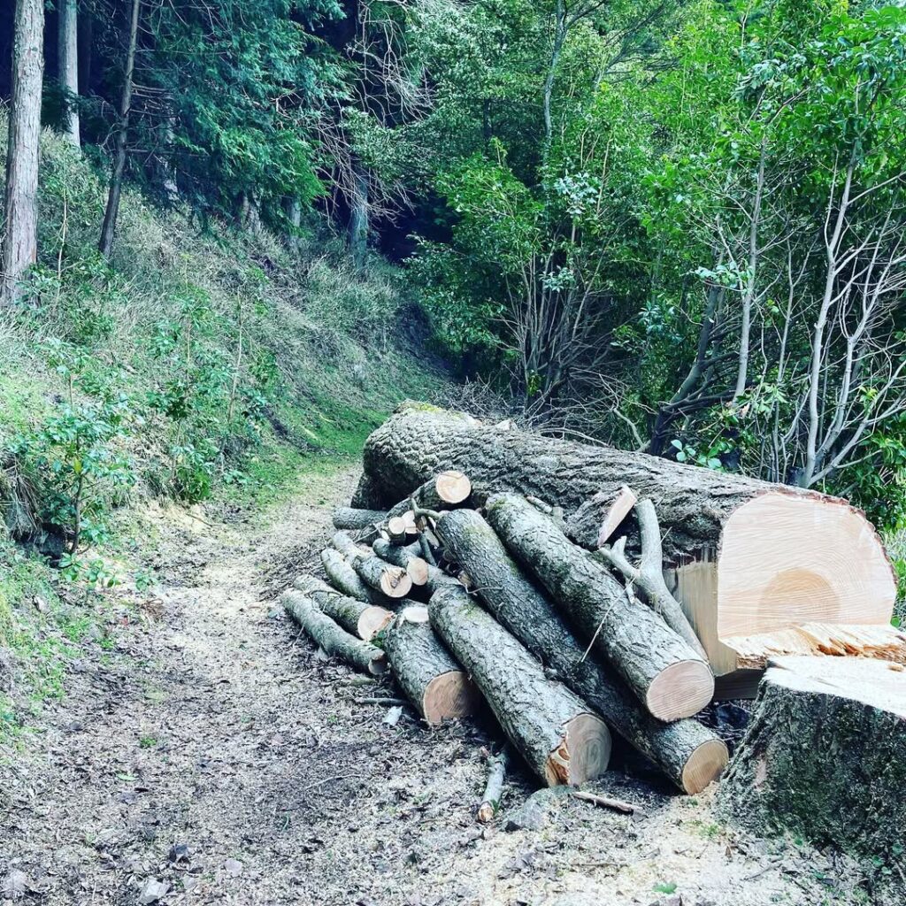 岡山県美作市 イチョウの伐採