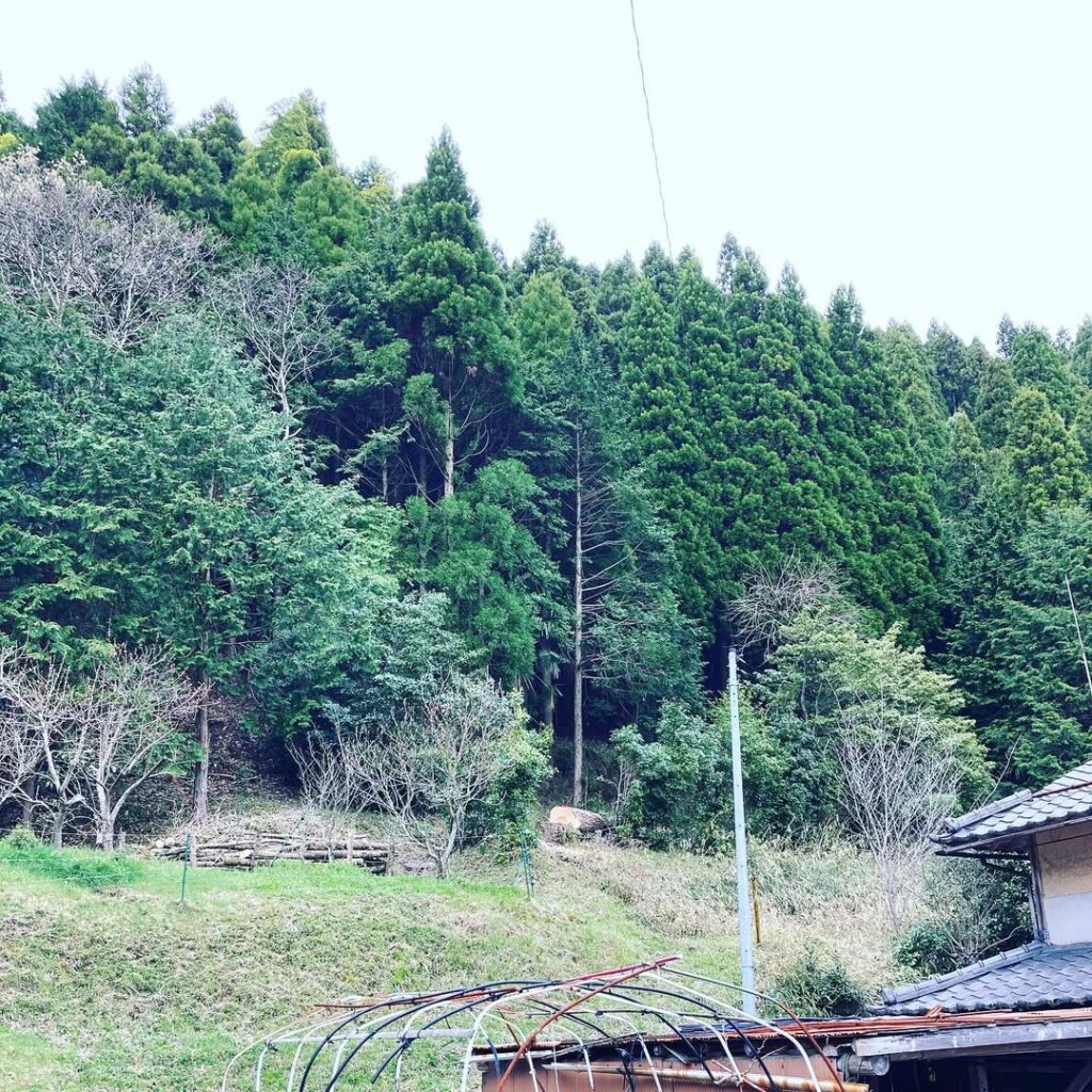 岡山県美作市 イチョウの伐採
