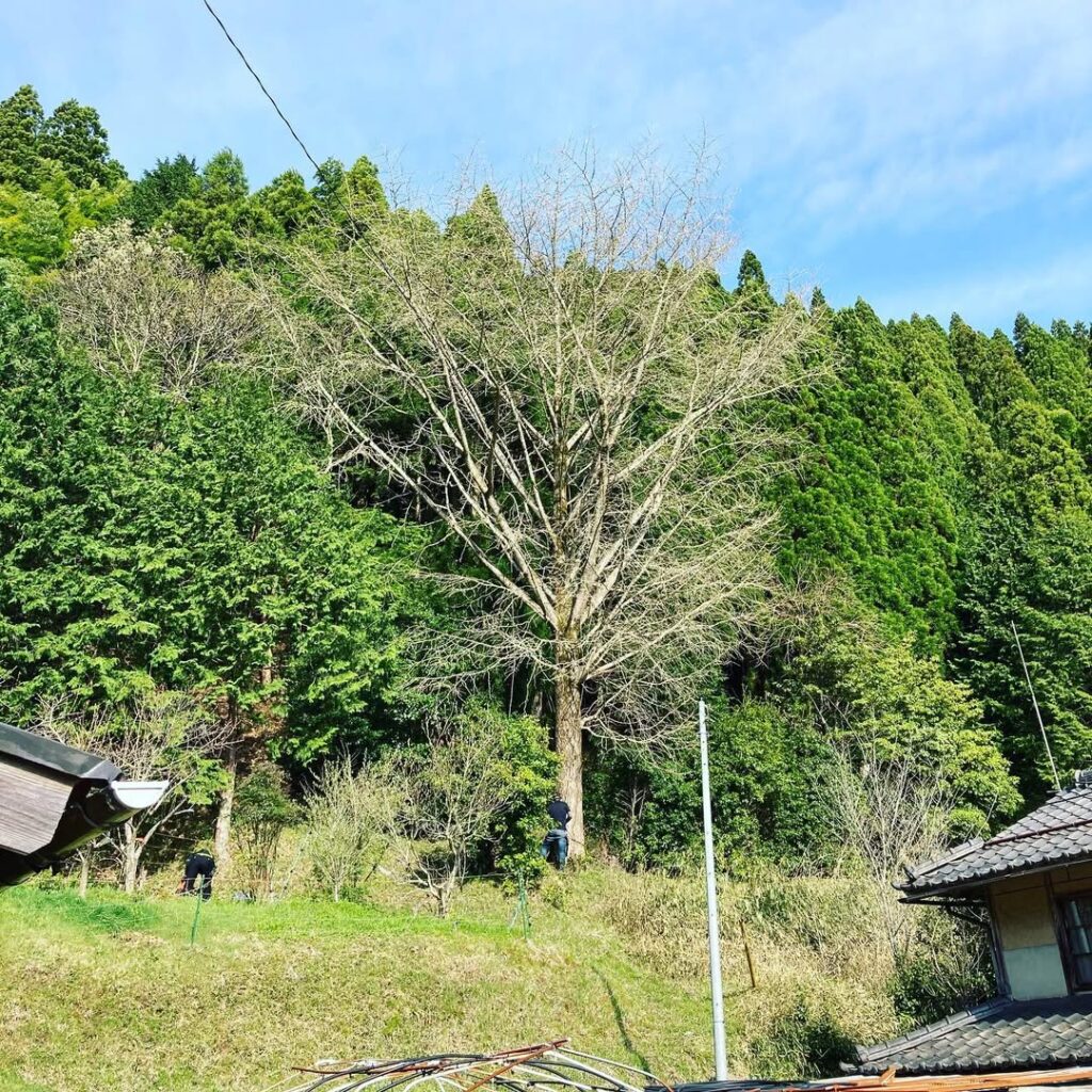岡山県美作市 イチョウの伐採