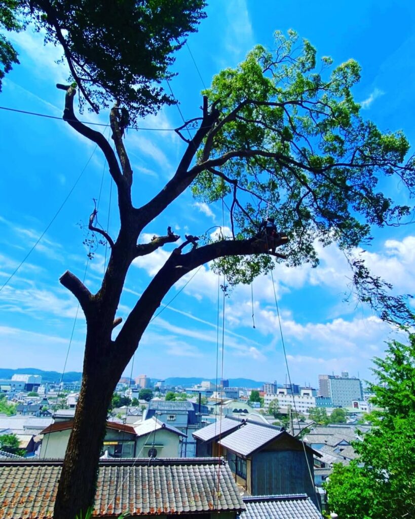 倉敷市美観地区での特殊伐採