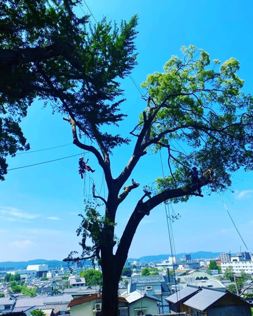 倉敷市美観地区での特殊伐採