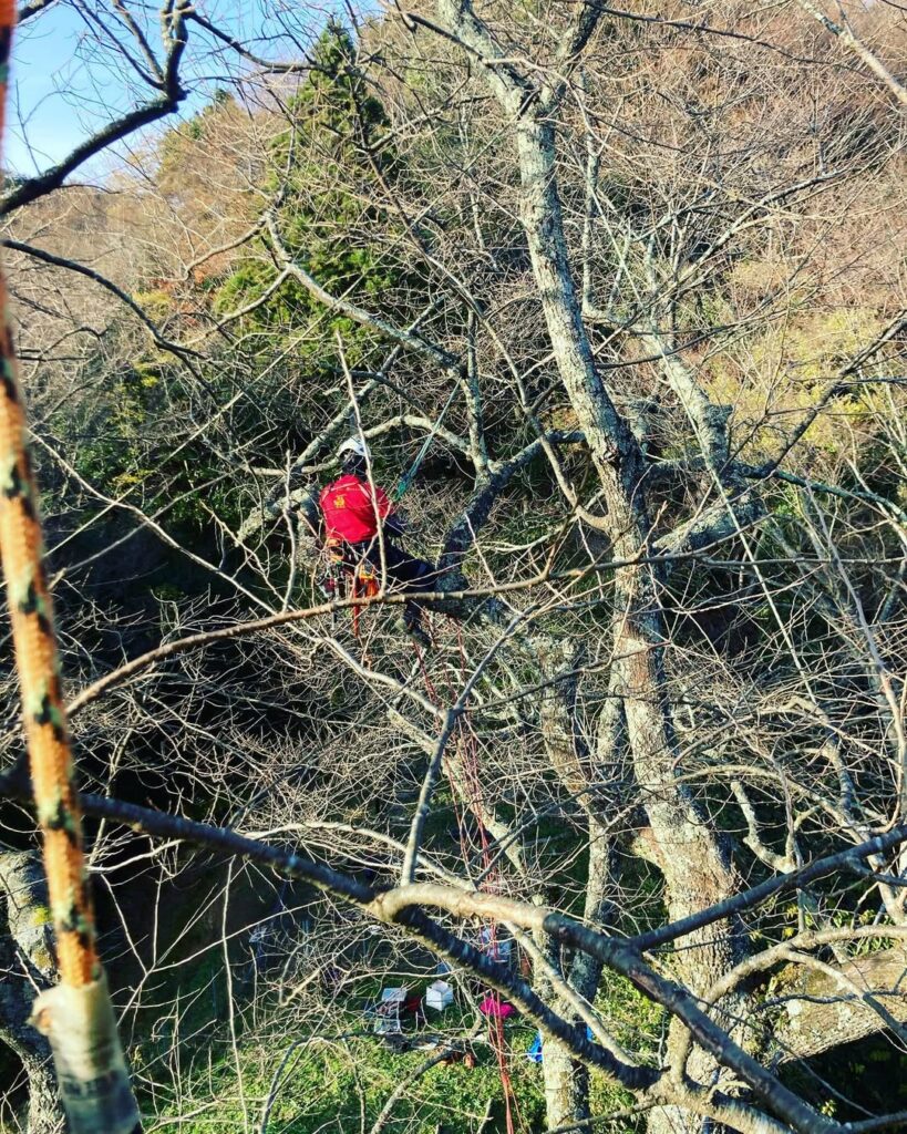 金谷城山桜の剪定・枯れ枝の除去