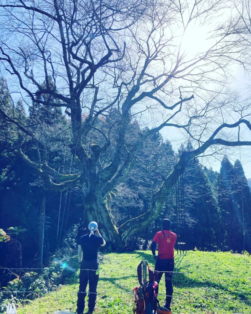 金谷城山桜