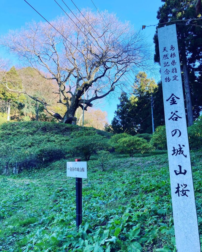 金谷城山桜