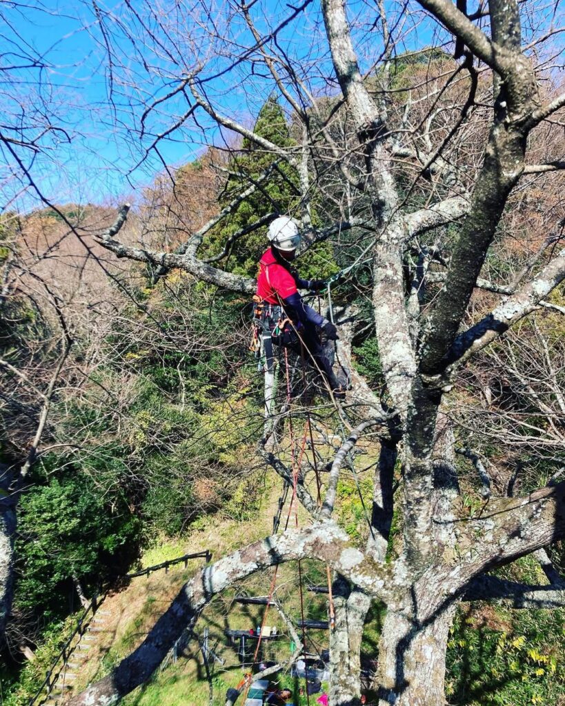 金谷城山桜の剪定・枯れ枝の除去