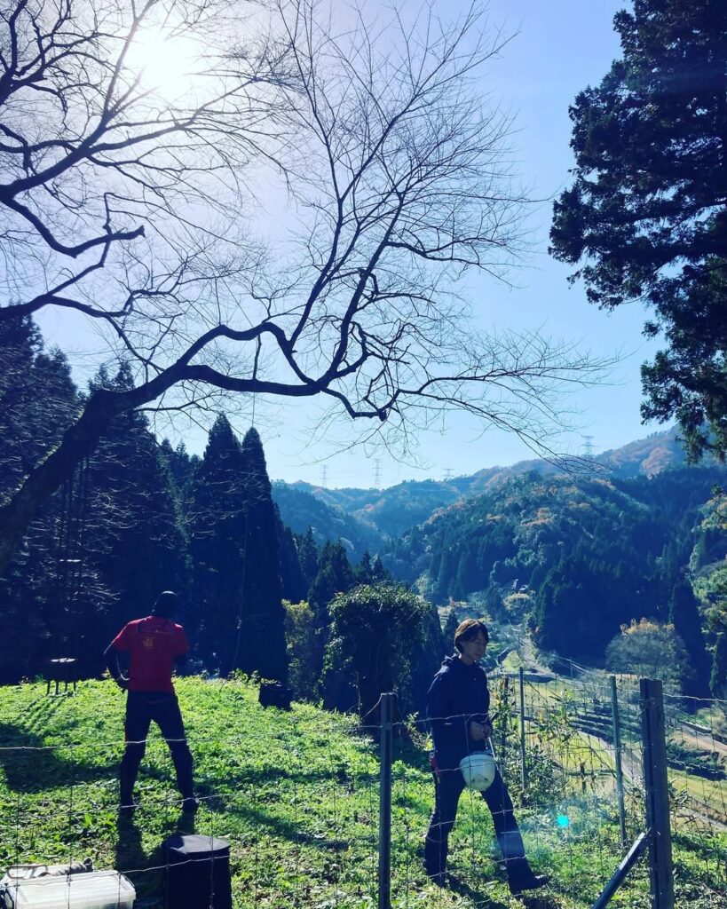 金谷城山桜