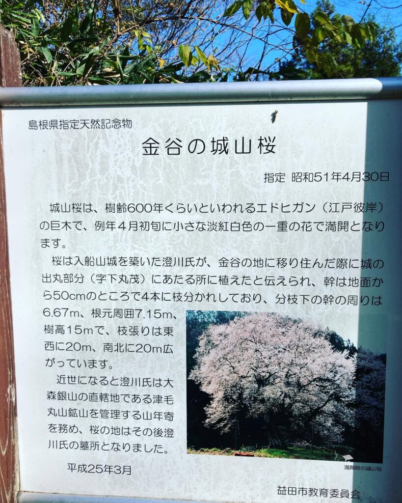 金谷城山桜