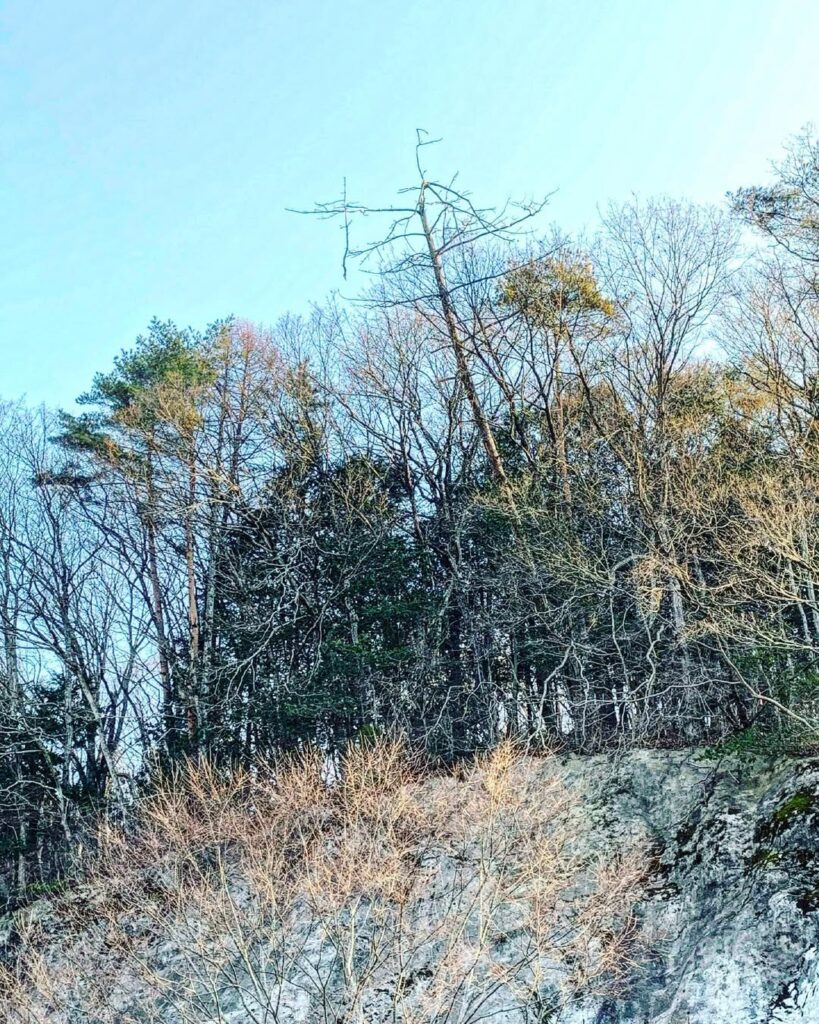 枯れ松の伐採
