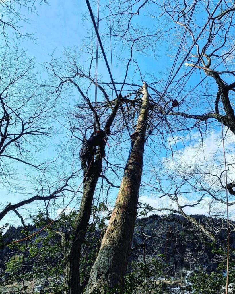 枯れ松の伐採