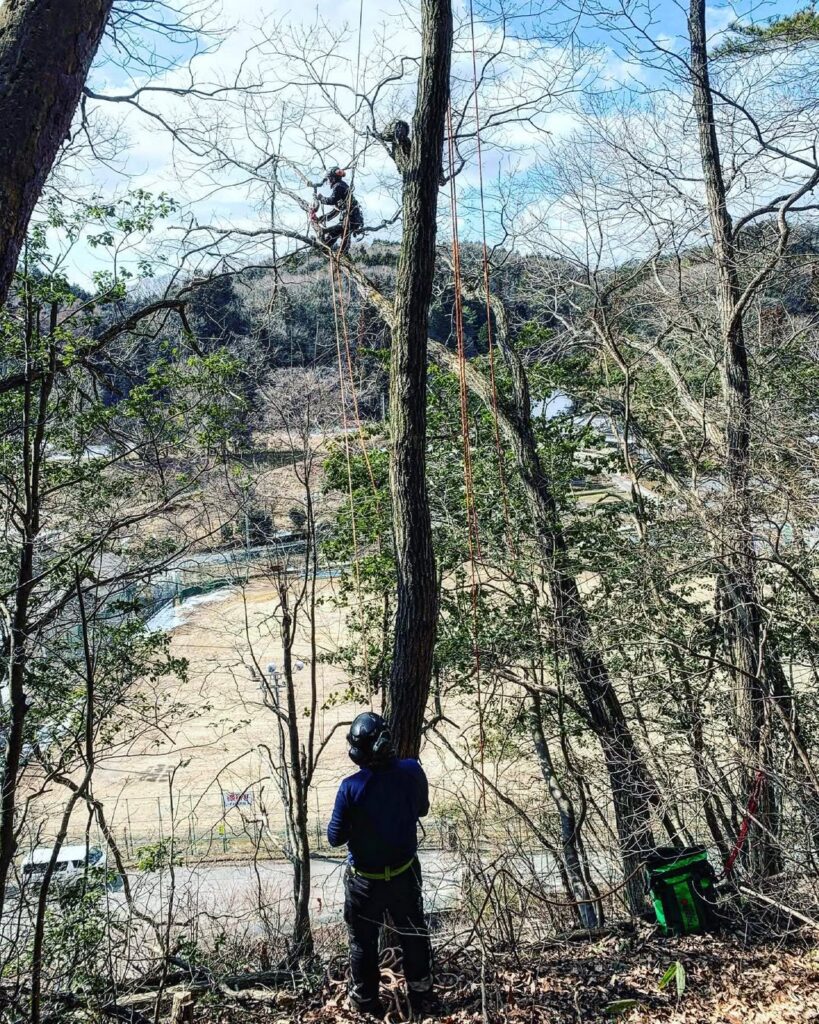 枯れ松の伐採
