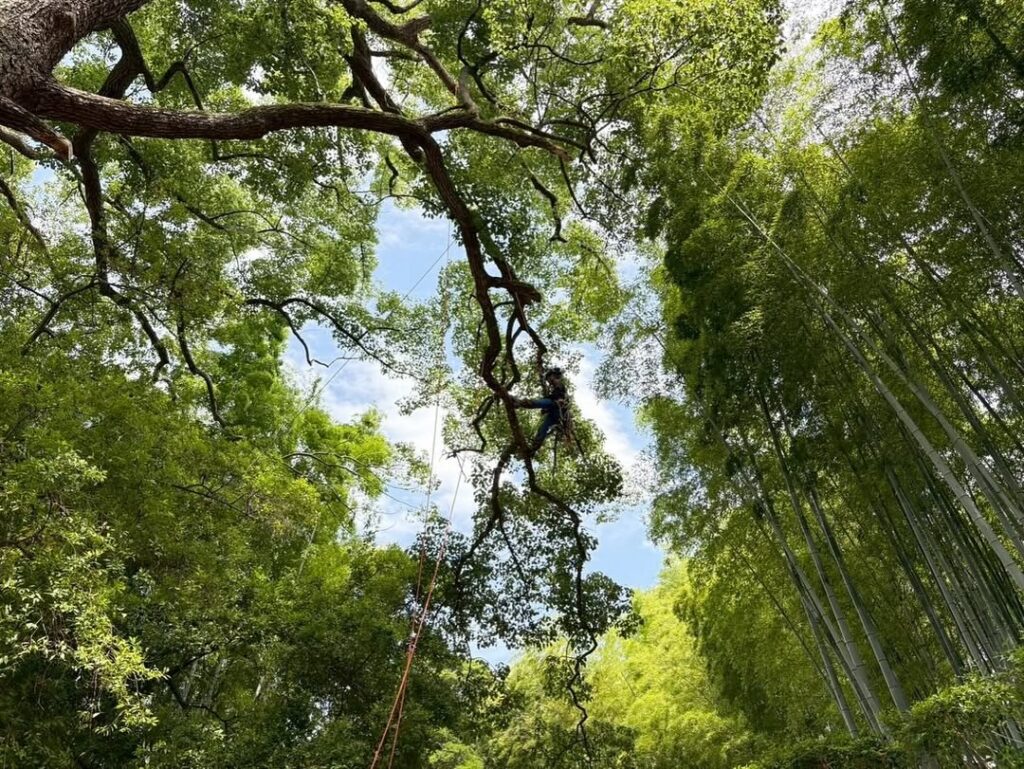 岡山後楽園での剪定作業