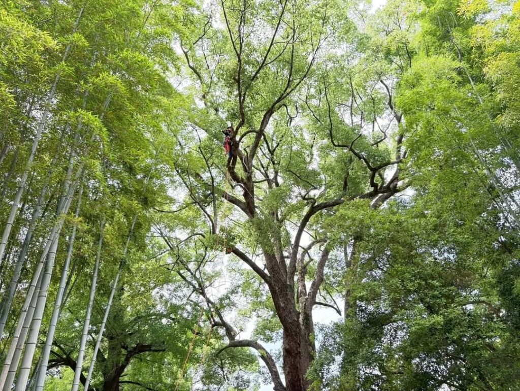 岡山後楽園での剪定作業