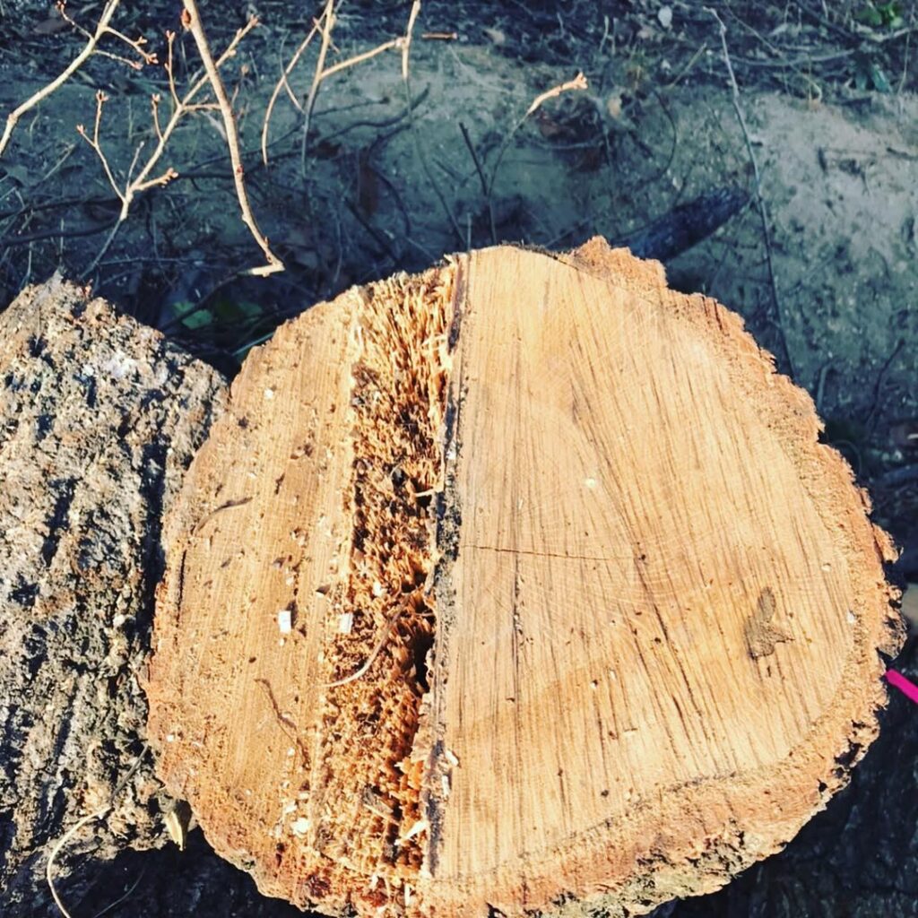 住宅街にそびえる高木の特殊伐採