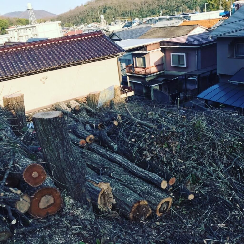 住宅街にそびえる高木の特殊伐採
