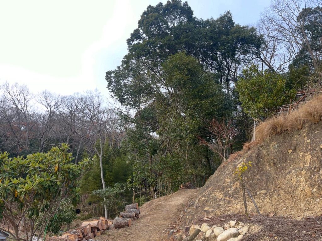 樹齢80年の樹木伐採