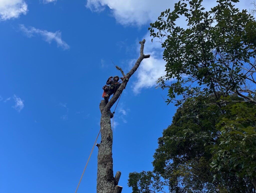 樹齢80年の樹木伐採