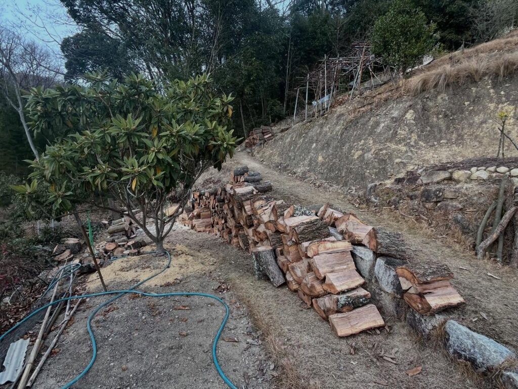 樹齢80年の樹木伐採