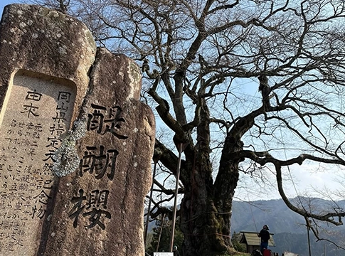 かわうち林業の樹木管理の事例