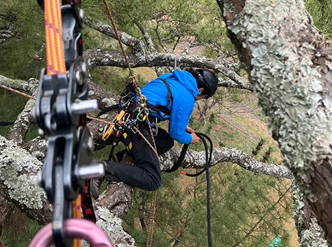 かわうち林業の樹木管理の事例