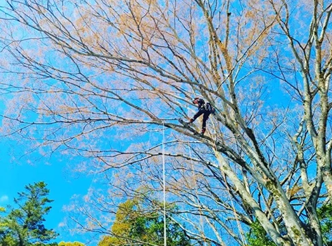かわうち林業の特殊伐採・特殊剪定の事例
