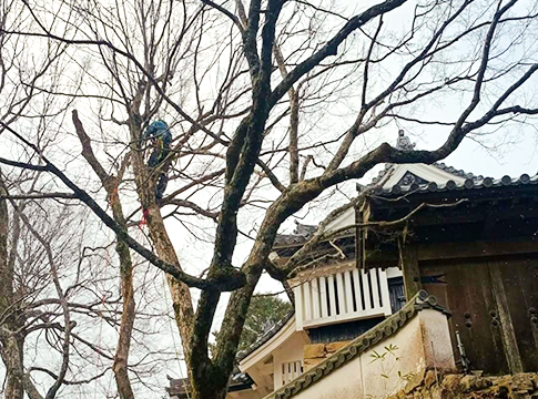 かわうち林業の特殊伐採・特殊剪定の事例