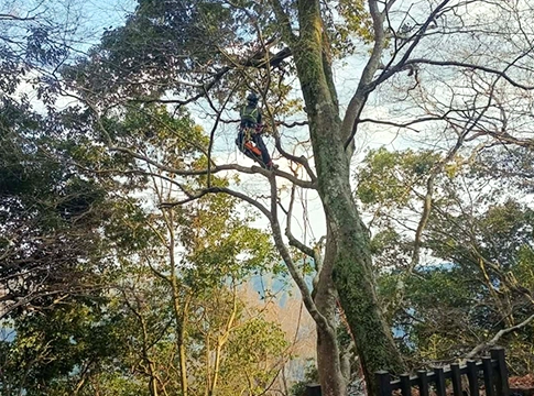 かわうち林業の特殊伐採・特殊剪定の事例