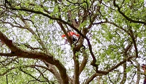 世界ツリークライミングチャンピオンシップ 2025