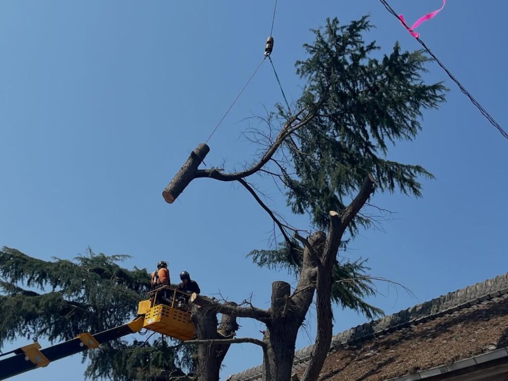 長年見守り続けた高木ヒマラヤスギの伐採