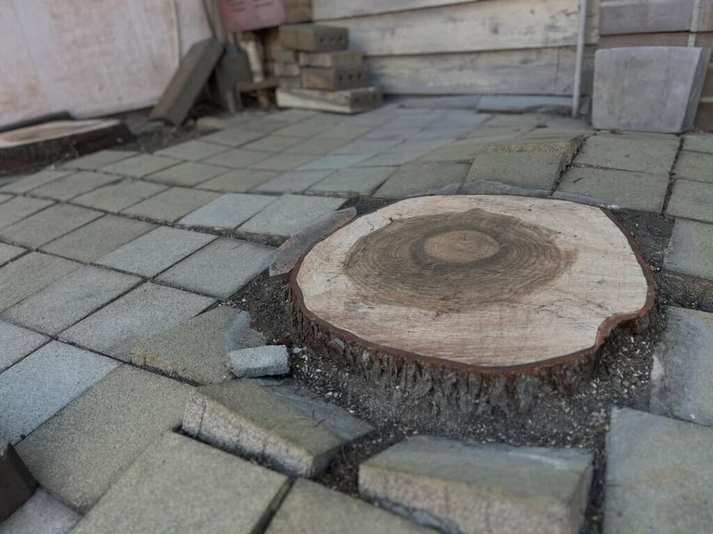 長年見守り続けた高木ヒマラヤスギの伐採