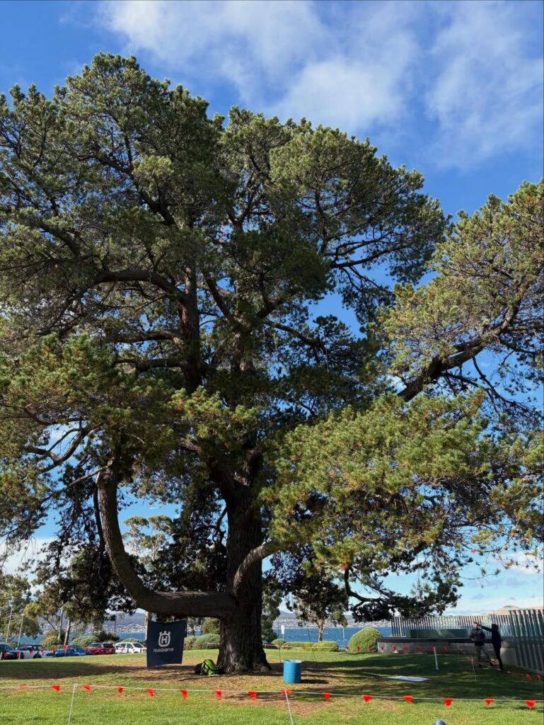 オーストラリアツリークライミングチャンピオンシップ2026